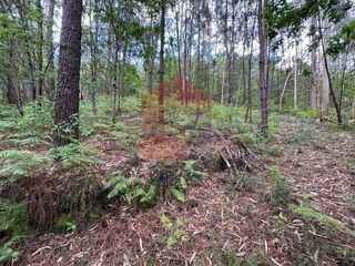 -291206686_9ddacf9d-fe95-4461-b764-e9ee33918156.jpg