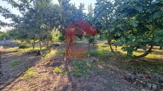 -291212776_e455afa6-469b-46b5-ad10-8846bd1a4cb8.jpg