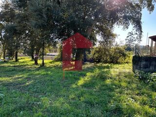 -291222897_0dd81092-ac04-4051-8180-2f4b20cdcd1e.jpg