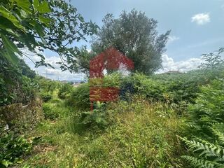 -291243934_ec1ae725-3479-4d1b-880e-cf14b69bf119.jpg