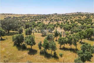 -205307333_IDf3b30a01-0000-0500-0000-000013653327.jpg