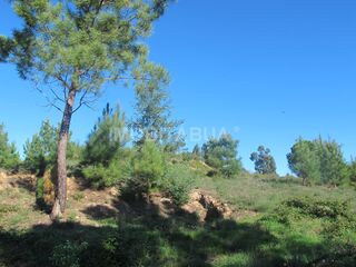 -211586038_IDf10f8401-0000-0500-0000-000013fd4e39.JPG