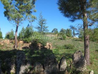 -211586038_IDf10f8401-0000-0500-0000-000013fd4e3a.JPG
