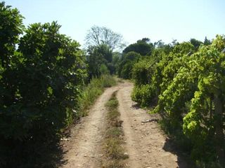 Land Rustic with 7280sqm Silves - Odelouca - easy access, fruit trees