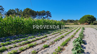 Terreno Rústico com 18750m2 Azia De Cima Rogil Aljezur - electricidade, água, árvores de fruto, furo