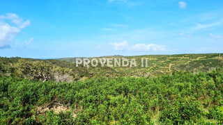 Farm V1 Arrifana - Monte Branco Aljezur - cork oaks