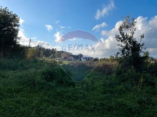 -2120251210122_fe42aea5-3557-4b66-a4e3-0ae704d18825.jpg