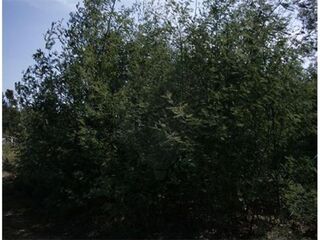 -2120461014756_L_EAAC164D39D441C1A76CB087581EDA9B_iList.jpg