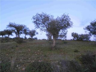 -2120461015361_L_2305d483186d49a4b7de870ad98118f6_iList.jpg