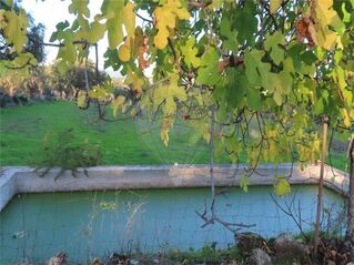 -2120461031474_7c321ad8-efdb-4982-a2d3-aee56e47b5e1.jpg