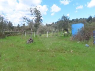-2120461031532_9caa17e6-8e97-46e3-ae39-a7f0b139a12a.jpg