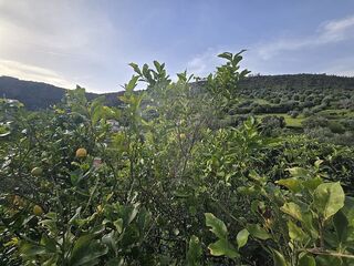 -2120941111286_366c6e7b-05a1-4171-ae64-4902fea11a3c.jpg