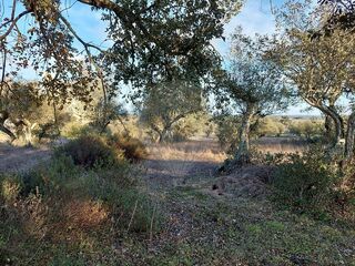 -2122221265047_cf268bf7-2ac8-4d74-ac05-be562ff8d8e5.jpg
