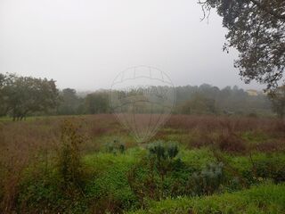 -2122591004808_69faae61-0782-4a83-a1e7-a7ce6794989a.jpg