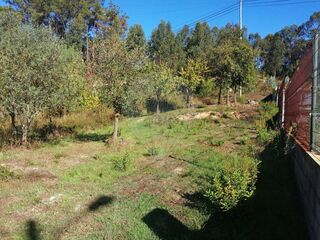 -2122591077281_4cc31c4e-b73d-4663-9ce4-26fb57a54de1.jpg