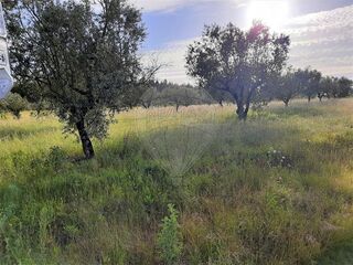 -2122591124103_6375970d-e931-42d5-ae73-2b0aa31430b9.jpg