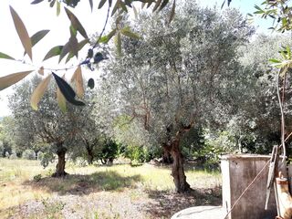 -2122591124180_f0738331-7cc2-455a-babd-4d0f9e534445.jpg