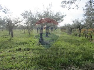 -2122701063288_4d8e9ed3-6707-49b6-b656-2875edd1d840.jpg