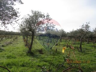 -2122701063288_df79ace6-5ff6-4039-adea-c5da4ef0afef.jpg