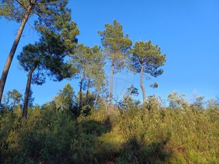 -2124431008080_66887c52-f1c5-44c8-a36c-36aebf304bb1.jpg