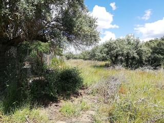 -2124771085005_38eed08d-0e0e-46a2-ac71-bab98fc96db3.jpg
