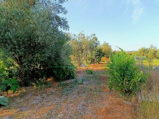 -2125161004585_cedbe33d-fc4a-4a11-8510-8aebfe4c8096.jpg