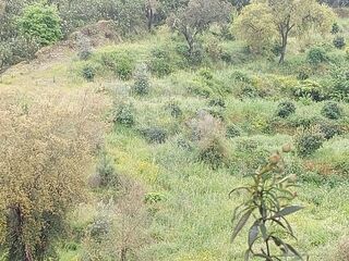 -2125161016246_4a611fec-89b3-4ae0-b1e8-1d2e9fab3a7e.jpg