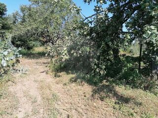 -2126061084045_a9b97d0c-5158-4c4c-b378-771aef056248.jpg
