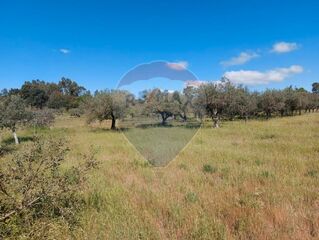 -2126661006015_77297084-6f57-427f-b254-5ae133aef71e.jpg