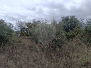 -2126661006144_811c2e81-b601-44de-b696-a3c417a445f6.jpg