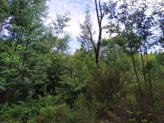 -2126811005036_77a3ba7a-87c5-4bfb-bc38-3e0837c28f9e.jpg