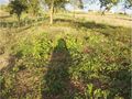 Land Rustic with 2538sqm Coto Caldas da Rainha