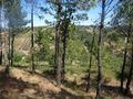 Land Rustic with 4420sqm Carvalhal Benfeito Caldas da Rainha