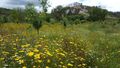 -69037345_FLORES_20DO_20CAMPO_20NO_20POMAR_20COM_20A_20VISTA_20DAS_20CASAS_1705596403462.jpg