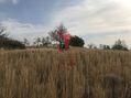 Terreno Rústico com 6000m2 Olhão para vender