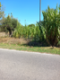 -33059564_wm-2650c8d41f-4dcaa63987.webp