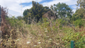 -33060884_wm-a896a60dc8-4dcaa63987.webp