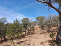 -33062535_wm-8b1974b46b-4dcaa63987.webp