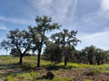 -33062535_wm-e79f5c6e9c-4dcaa63987.webp