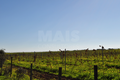 -33063439_wm-935a7324fe-4dcaa63987.webp