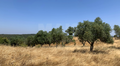 -33064245_wm-9ed7992b63-4dcaa63987.webp