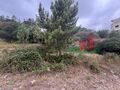 -210807226_IDa75c7401-0000-0500-0000-000013baf931.jpg