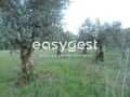 -199378358_ID8355ab00-0000-0500-0000-0000118080fc.JPG