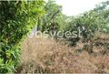 -209640389_ID28475a01-0000-0500-0000-000011af841b.JPG