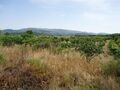 Terreno Agrícola com 2900m2 Telhado Fundão - poço, bons acessos, árvores de fruto