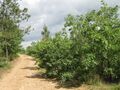 À venda Terreno com 29940m2 Alcaide Fundão - água, bons acessos