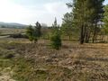Venda Terreno Agrícola com 8500m2 Enxames Fundão