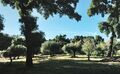 Venda Terreno com 6400m2 Telhado Fundão - árvores de fruto, viabilidade de construção, bons acessos