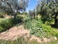 Quintinha Atalaia do Campo Fundão para venda - poço, bons acessos, oliveiras, água