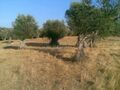 Terreno Rústico com 21750m2 Alcáçovas Viana do Alentejo para venda - oliveiras, árvores de fruto